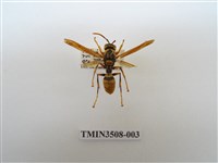藏品(黑紋長腳蜂)的圖片